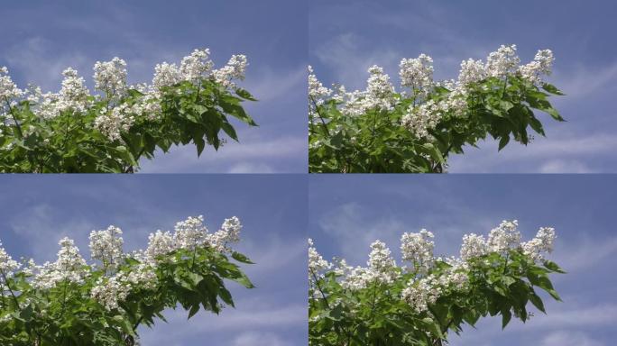 梓花在夏天开花