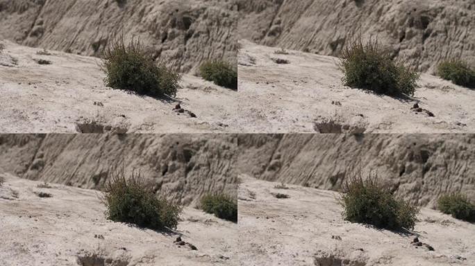 沙漠中荆棘丛生的镜头