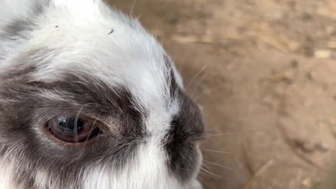家养毛茸茸可爱的白色和黑色斑点农场兔子兔子枪口近在动物农场，牲畜食用动物在笼子里生长