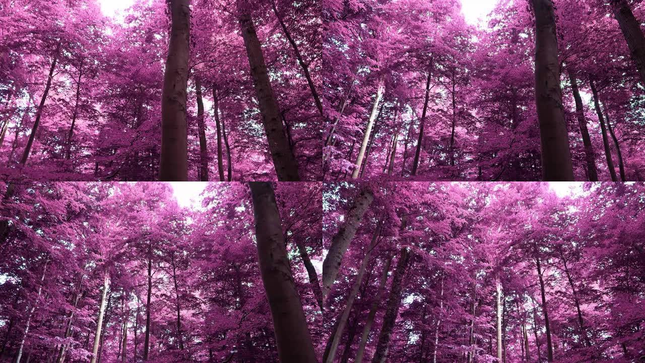 神奇的红外视图进入北欧的紫色森林