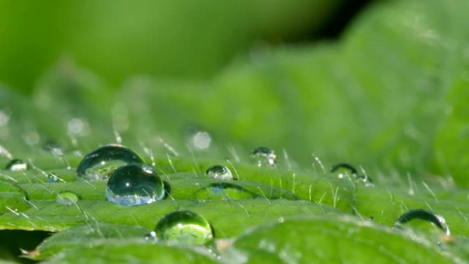 夏天的雨水落在绿叶特写的背景上