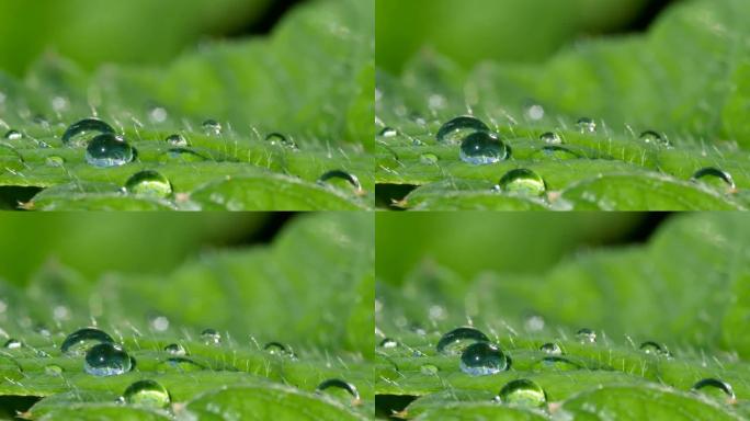 夏天的雨水落在绿叶特写的背景上