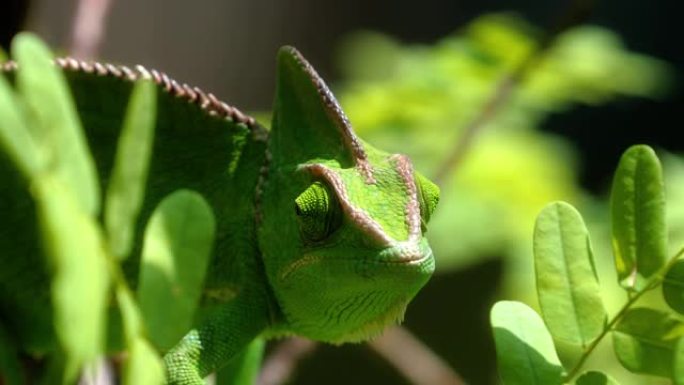 南非变色龙的特写镜头。变色龙像他附近的叶子一样绿色-爬行动物和动物概念