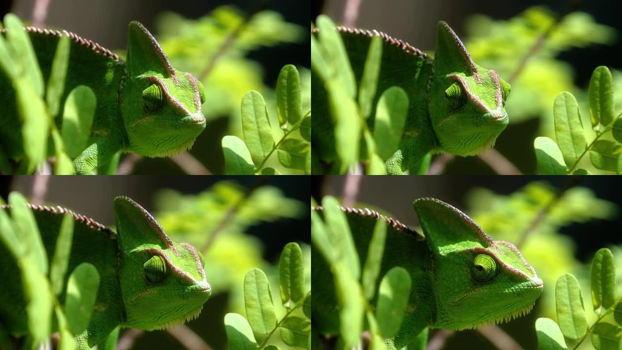 南非变色龙的特写镜头。变色龙像他附近的叶子一样绿色-爬行动物和动物概念