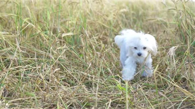 院子里绿草丛生的白色小狗户外