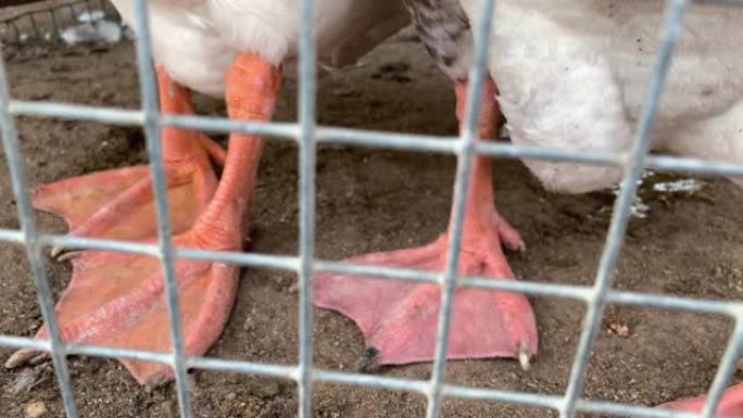 家禽农场金属栅栏后面的笼鹅的红腿，肉类生产概念