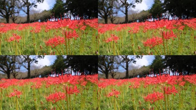 吉野公园盛开的美丽簇状孤挺花