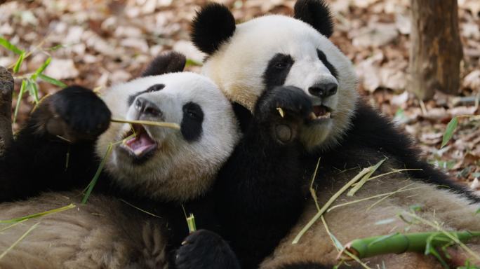 两只大熊猫在一起吃竹叶国宝特写素材