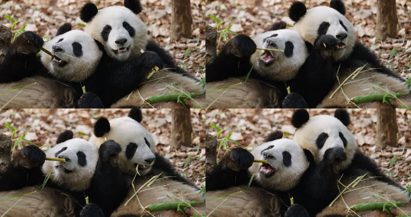 两只大熊猫在一起吃竹叶国宝特写素材