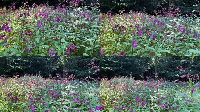 森林中的紫色野花花朵花卉清新美好原生态树