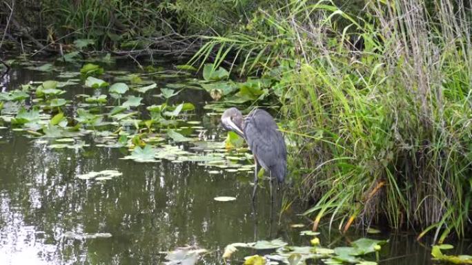 大沼泽地沼泽中的一只大蓝鹭