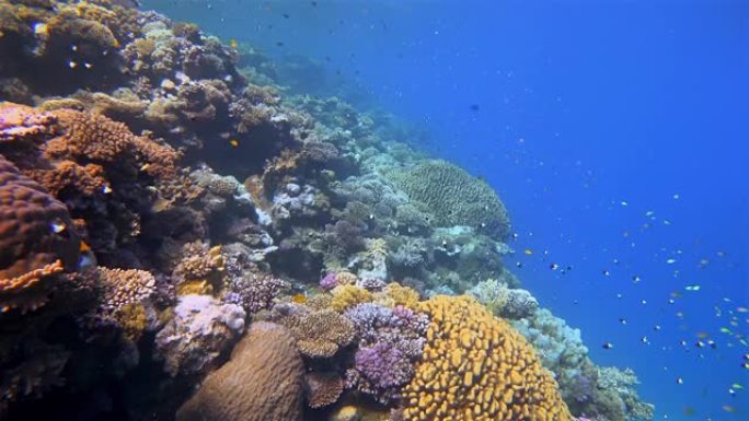 美丽的珊瑚礁上的海洋生物，红海上有很多热带鱼-Marsa Alam-埃及