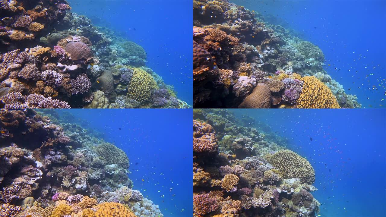 美丽的珊瑚礁上的海洋生物，红海上有很多热带鱼-Marsa Alam-埃及