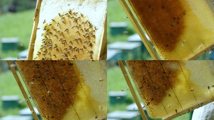 特写养蜂人用蜜蜂翻过蜂窝