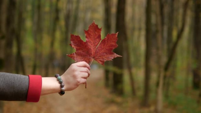 女性的手握着秋天的红叶。