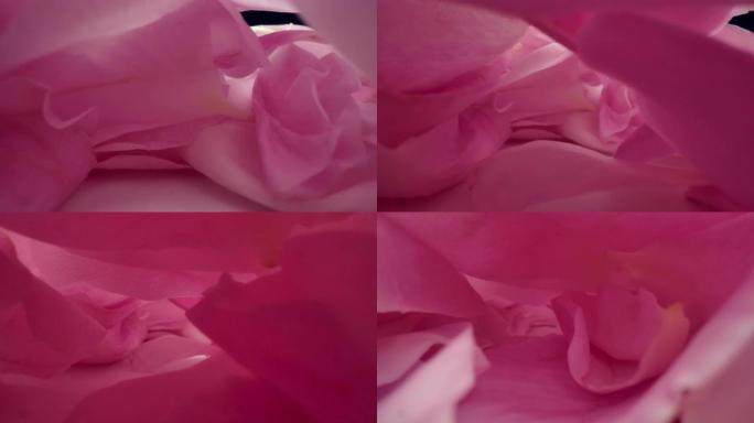 粉色玫瑰花瓣。特写微距花朵内部