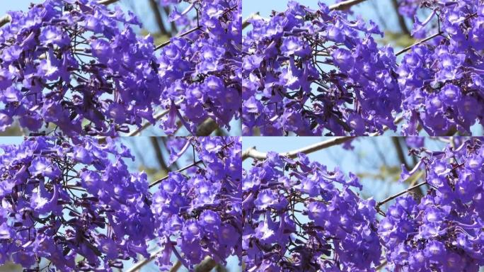 在风中吹来的蓝色蓝花或蕨树 (蓝花蓝花) 的紫色花。