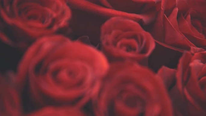美丽的大红玫瑰花束的模糊裁剪视频。