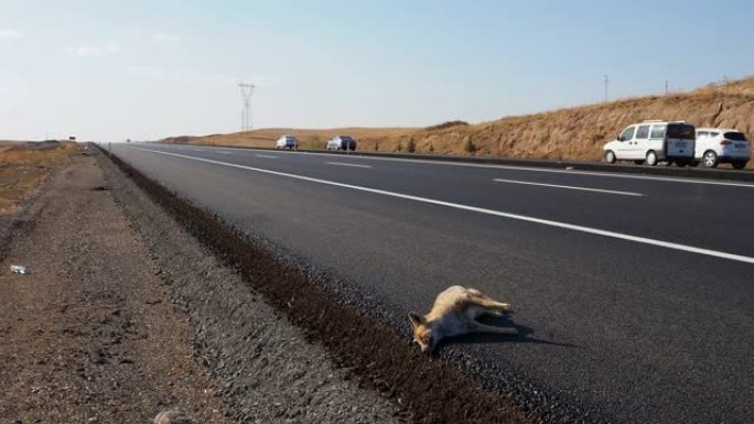 死于车祸的狐狸，死于高速公路的狐狸，