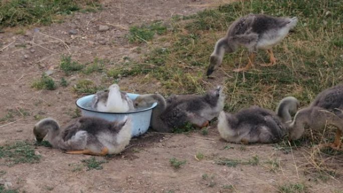 一群在户外放牧的雏鹅