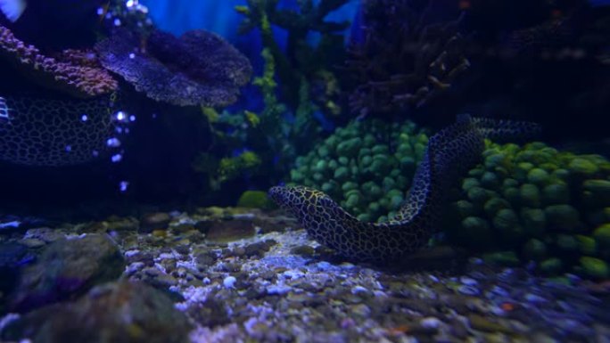 海水下的电鳗鱼