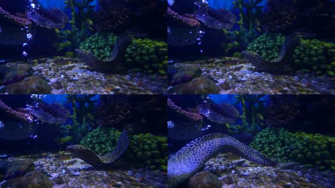 海水下的电鳗鱼