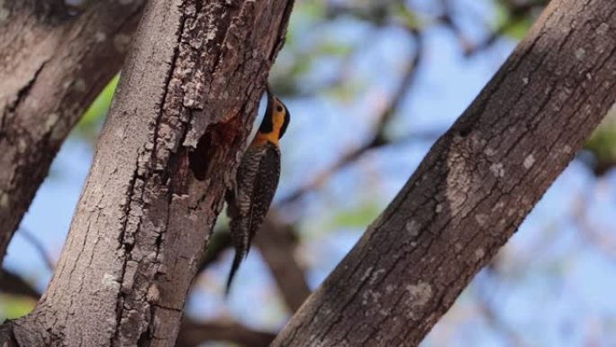 campo flicker (Colaptes campestris) 啄木鸟照顾巢穴。