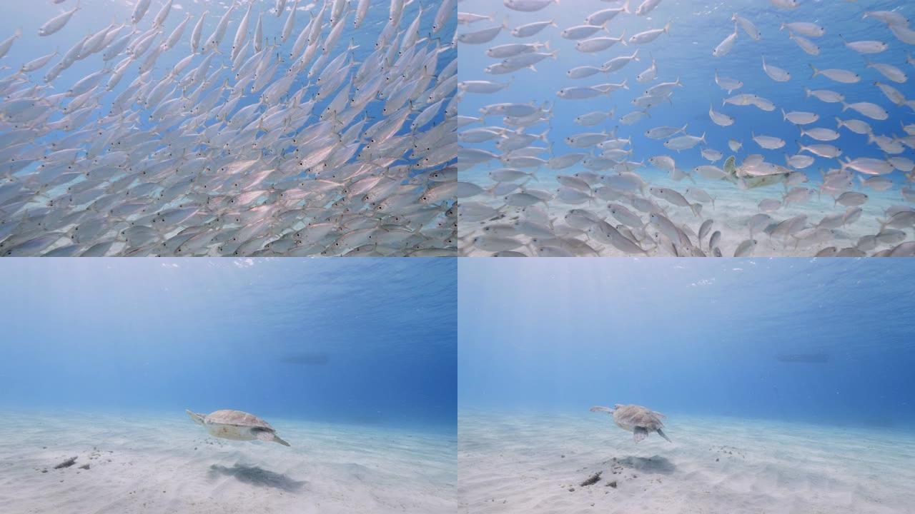 诱饵球/加勒比海/库拉索岛珊瑚礁绿松石水中的鱼和蓝轮千斤顶学校