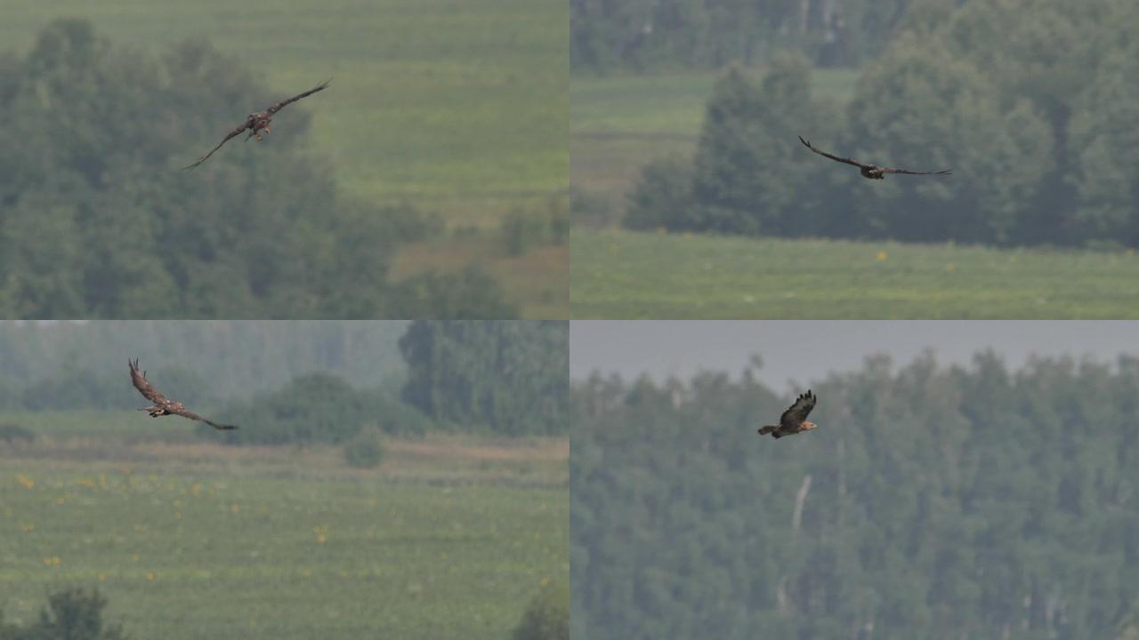普通秃鹰 (Buteo buteo) 慢动作飞行和唱歌，俄罗斯