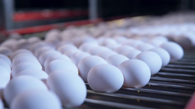 鸡蛋生产线鸡蛋生产线
