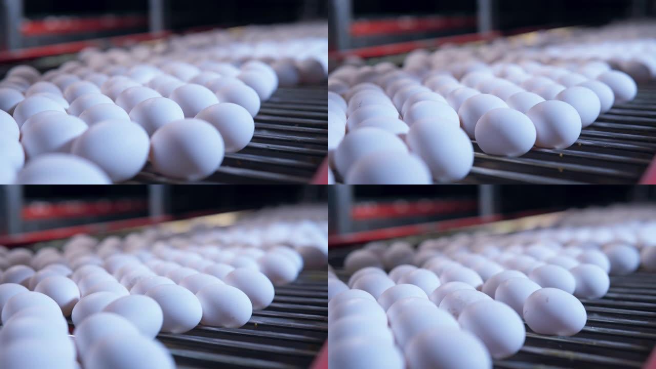 鸡蛋生产线鸡蛋生产线