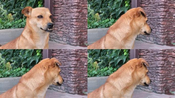 咬伤不正确的可爱的红狗坐在院子里环顾四周，守卫着这片领土。慈善，收养和照顾无家可归的肢体残疾动物