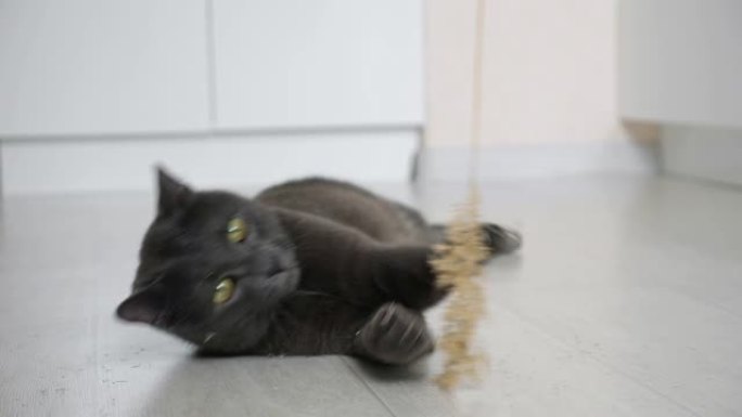 灰猫在慢动作中与耳朵躺在地板上玩耍