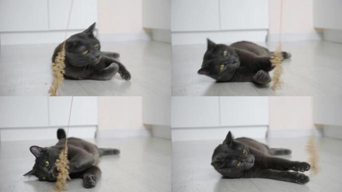 灰猫在慢动作中与耳朵躺在地板上玩耍