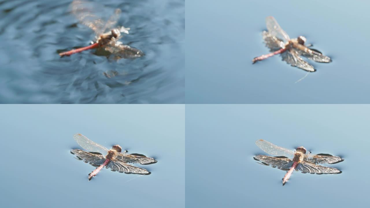 红蜻蜓试图从水面起飞