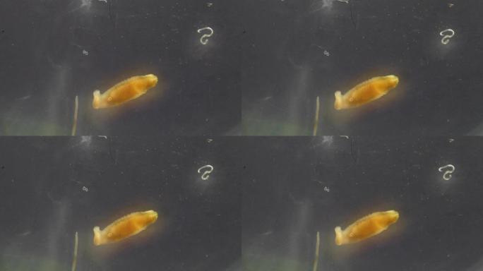 研究寄生虫或蠕虫是实验室中用于教育的淡水鱼寄生虫。