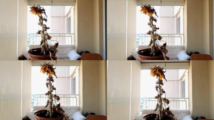 花瓶里的死向日葵。旋转运动和特写镜头。智能手机视频。