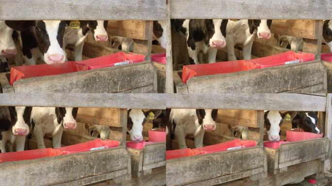 失摊中的小牛镜头-集体农场的现实生活