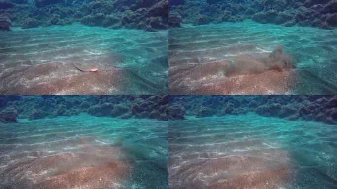 灰鱼在大西洋火山起源的沙质海底迅速游走。