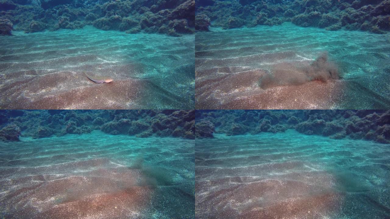 灰鱼在大西洋火山起源的沙质海底迅速游走。