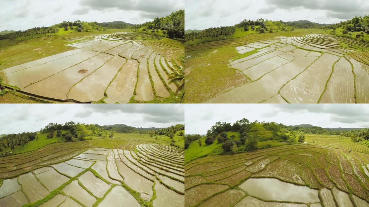 菲律宾的稻田。薄荷岛。Pablacion。安达
