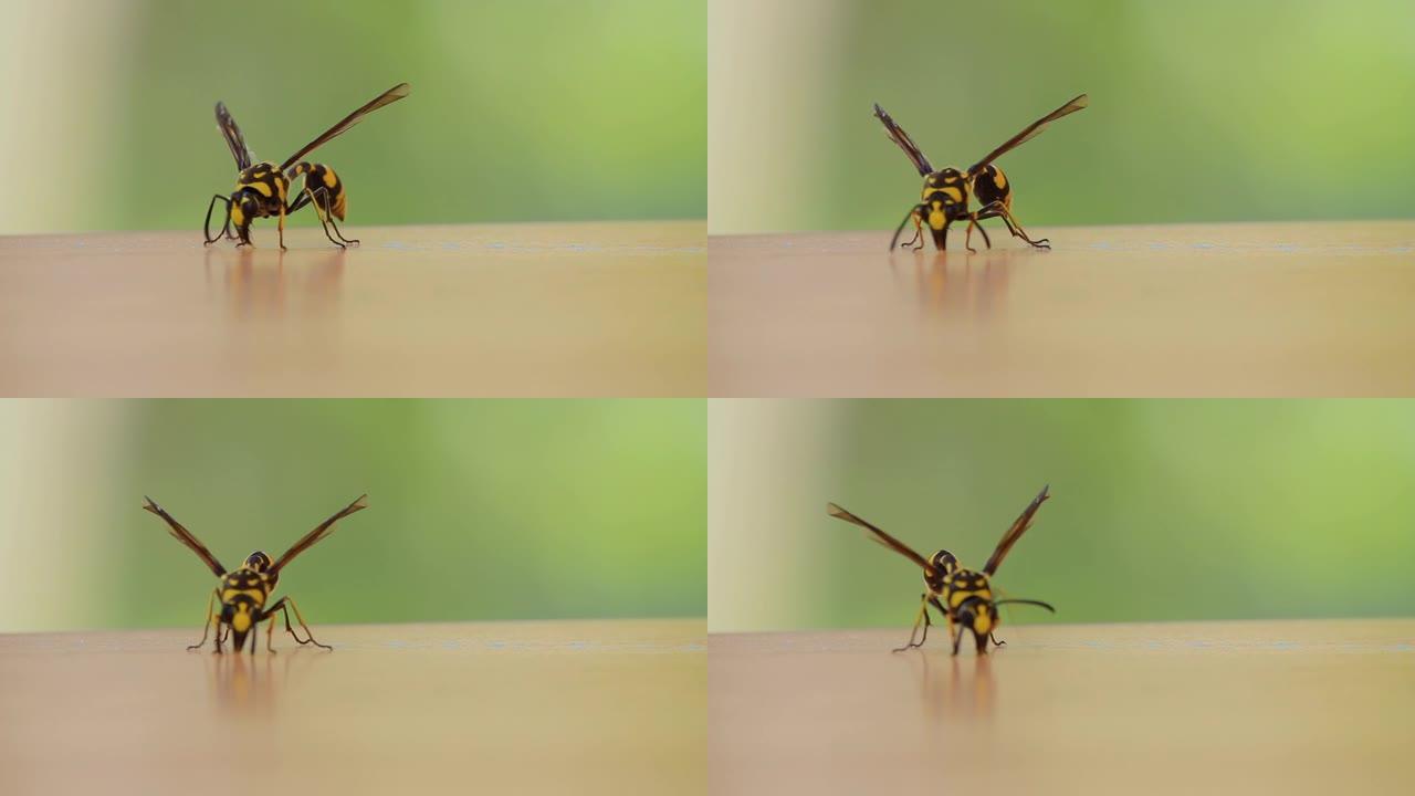 地板上的条纹黄蜂。