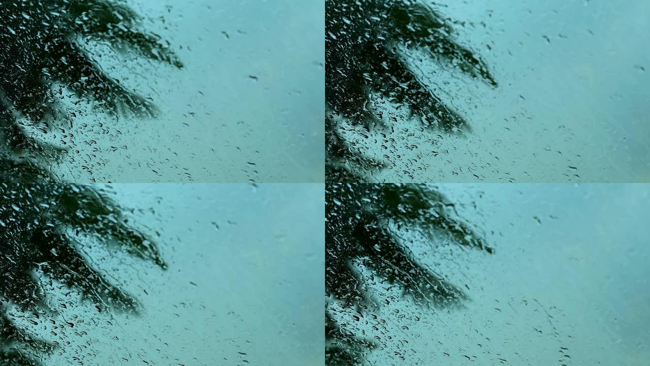 雨滴和大风模糊了椰子树，看着窗外是不好的能见度