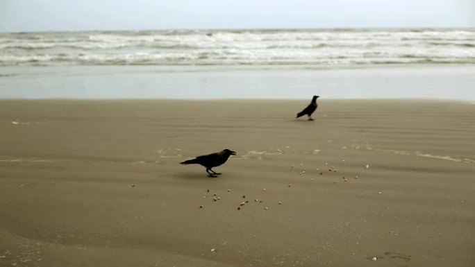 局部沙滩上的乌鸦鸟