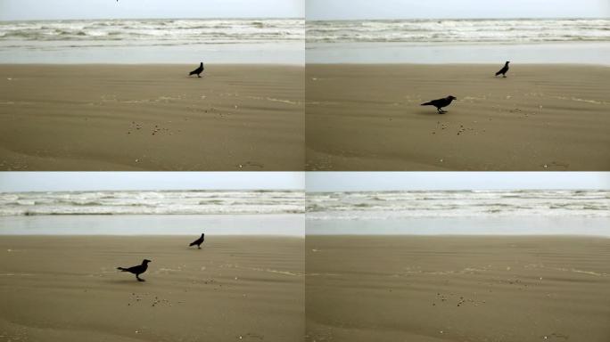 局部沙滩上的乌鸦鸟