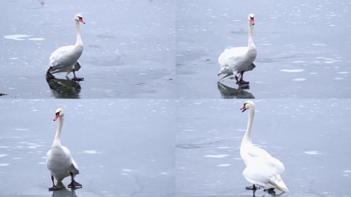 翅膀折断的天鹅在冰上行走