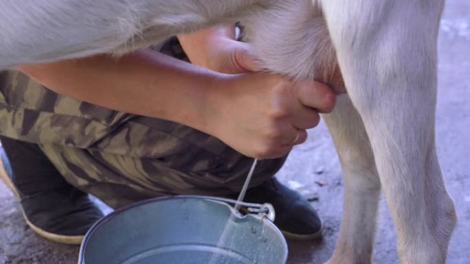概念农村与动物。农民在奶牛场手工挤奶山羊生产奶酪。牛奶流入桶里。村庄里健康天然的食物。