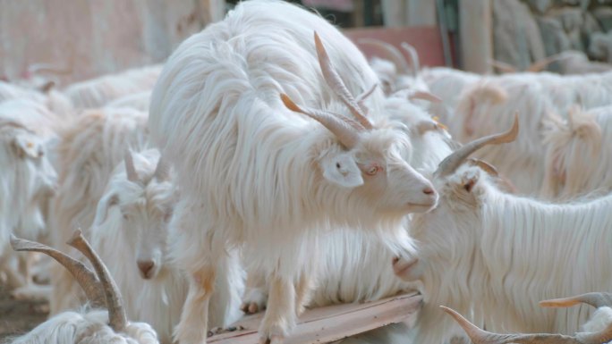 新疆的山羊打架