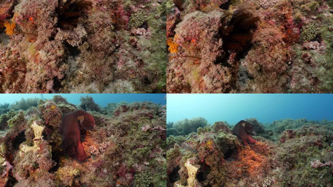 巨型红色章鱼在海底珊瑚礁游动