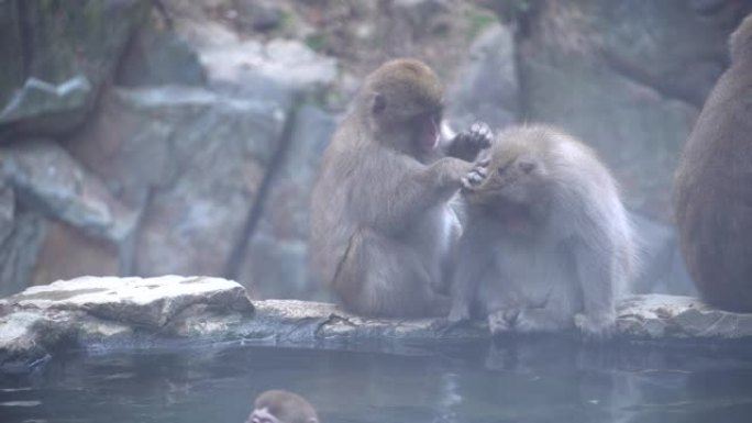 温泉附近的猴子日本猕猴家族